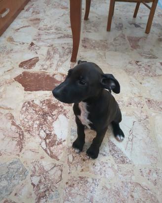 Pitbul