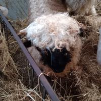 Gruppo pecore Naso nero del vallese