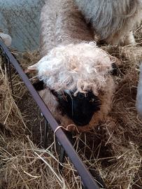 Gruppo pecore Naso nero del vallese