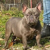 Bulldog Francese Blu