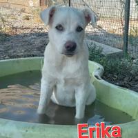 Cuccioli in canile