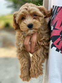 Maltipoo maschi