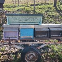 arnie topbar e arnie classiche