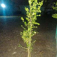 siepe di bosso ( boxsus)