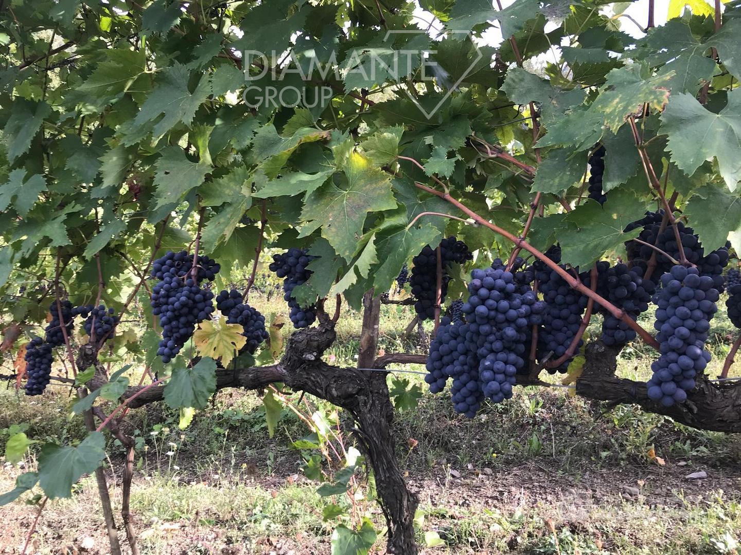 Terreno agricolo di 4 ettari con vigneto Bio Orcia - Altro