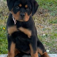 Cucciola di rottweiler