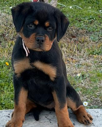 Cucciola di rottweiler