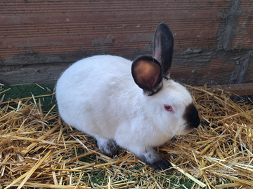 Conigli californiani