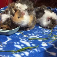 Porcellini d'india ( cavie peruviane )