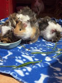 Porcellini d'india ( cavie peruviane )