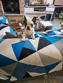 Ultimo Cucciolo maschio Bulldog francese