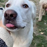 Danco cagnolone da sempre in canile 2 anni