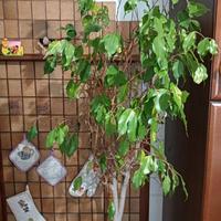 Piante