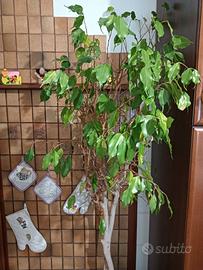 Piante