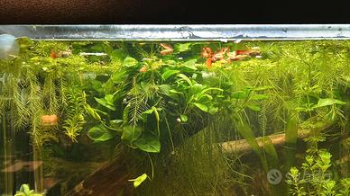 Anubias nana pianta facile acquario con omaggio
