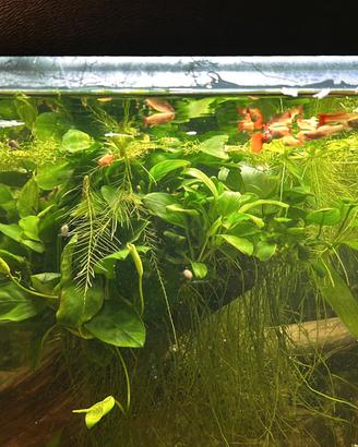 Anubias nana pianta facile acquario con omaggio