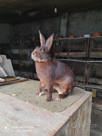 Coniglio lepre belga