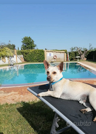 Incrocio pincher/chihuahua da monta