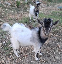 Capre tibetane 