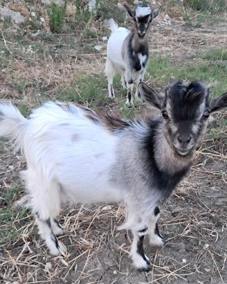 Capre tibetane 