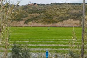 Vendita terreno agricolo