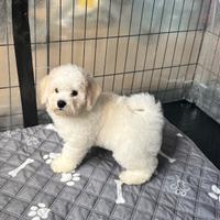 Bichon frisé