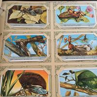 Raccolta figurine Liebig