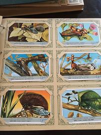 Raccolta figurine Liebig