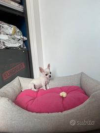 Cucciola chihuahua bianco mini
