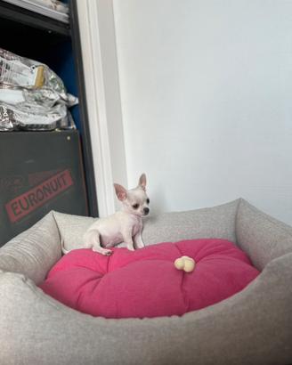 Cucciola chihuahua bianco mini