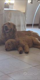 Cuccioli Golden americano due mesi
