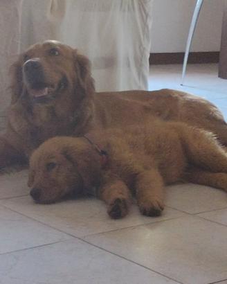 Cuccioli Golden americano due mesi