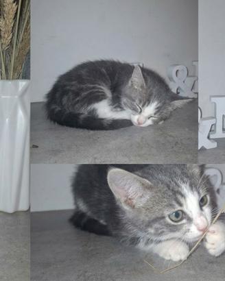 Gattini stupendi