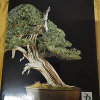 catalogo ubi bonsai 