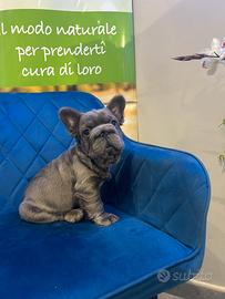 Bulldog francese big rope fluffy machio