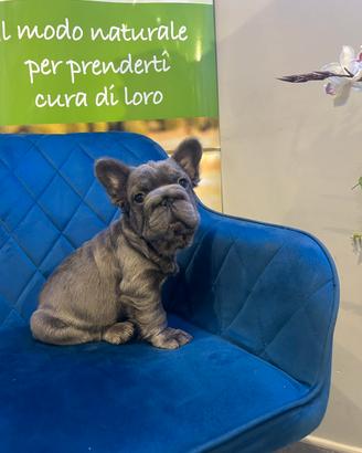 Bulldog francese big rope fluffy machio