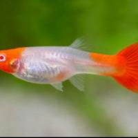 Guppy Koy ( acquari )