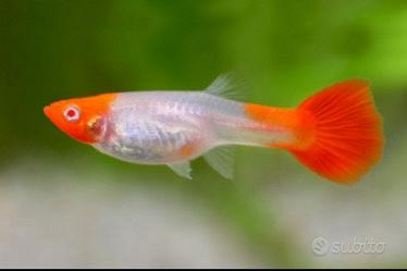 Guppy Koy ( acquari )