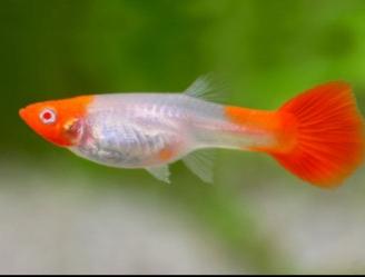 Guppy Koy ( acquari )