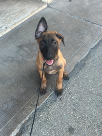 Pastore belga Malinois