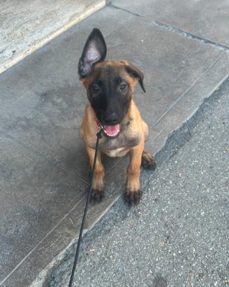 Pastore belga Malinois