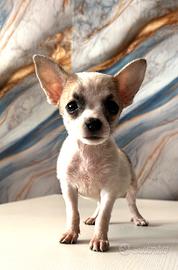 Cucciola Pincher chihuahua