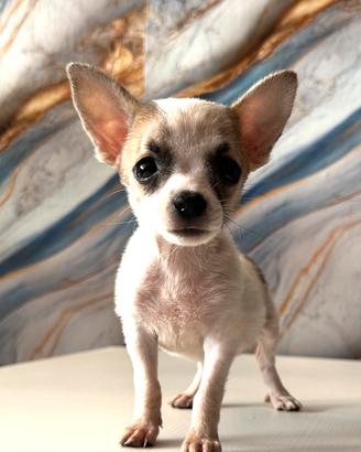 Cucciola Pincher chihuahua