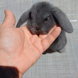 Coniglietto ariete blu