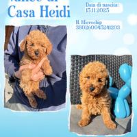 Barboni (barboncini) rosso fulvi con pedigree ENCI