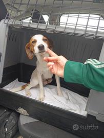 Pongo 6 mesi taglia medio contenuta