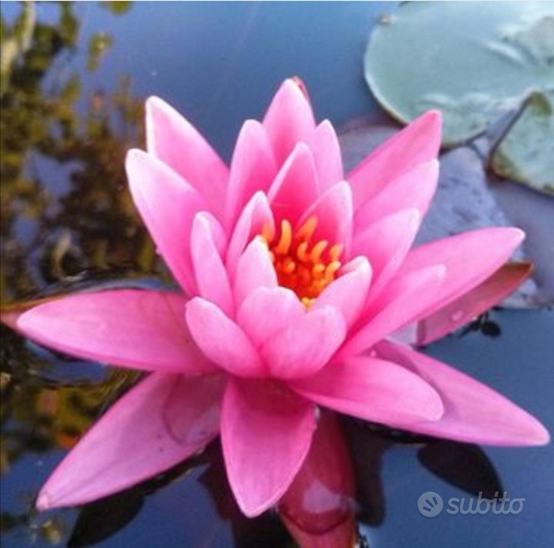 Semi Di Loto E Ninfee - 100 Pezzi Per Laghetti E Acquari, Piante Acquatiche Resistenti