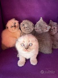Gattini Scottish Fold e lo Scottish Straight