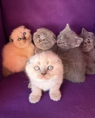 Gattini Scottish Fold e lo Scottish Straight