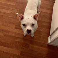 Pitbull bianco